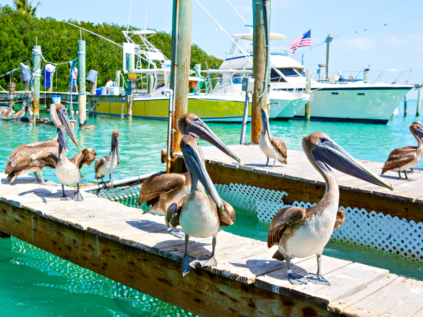 Big brown pelicans on a dock in the port of Islamorada during the best time to go to Key West
