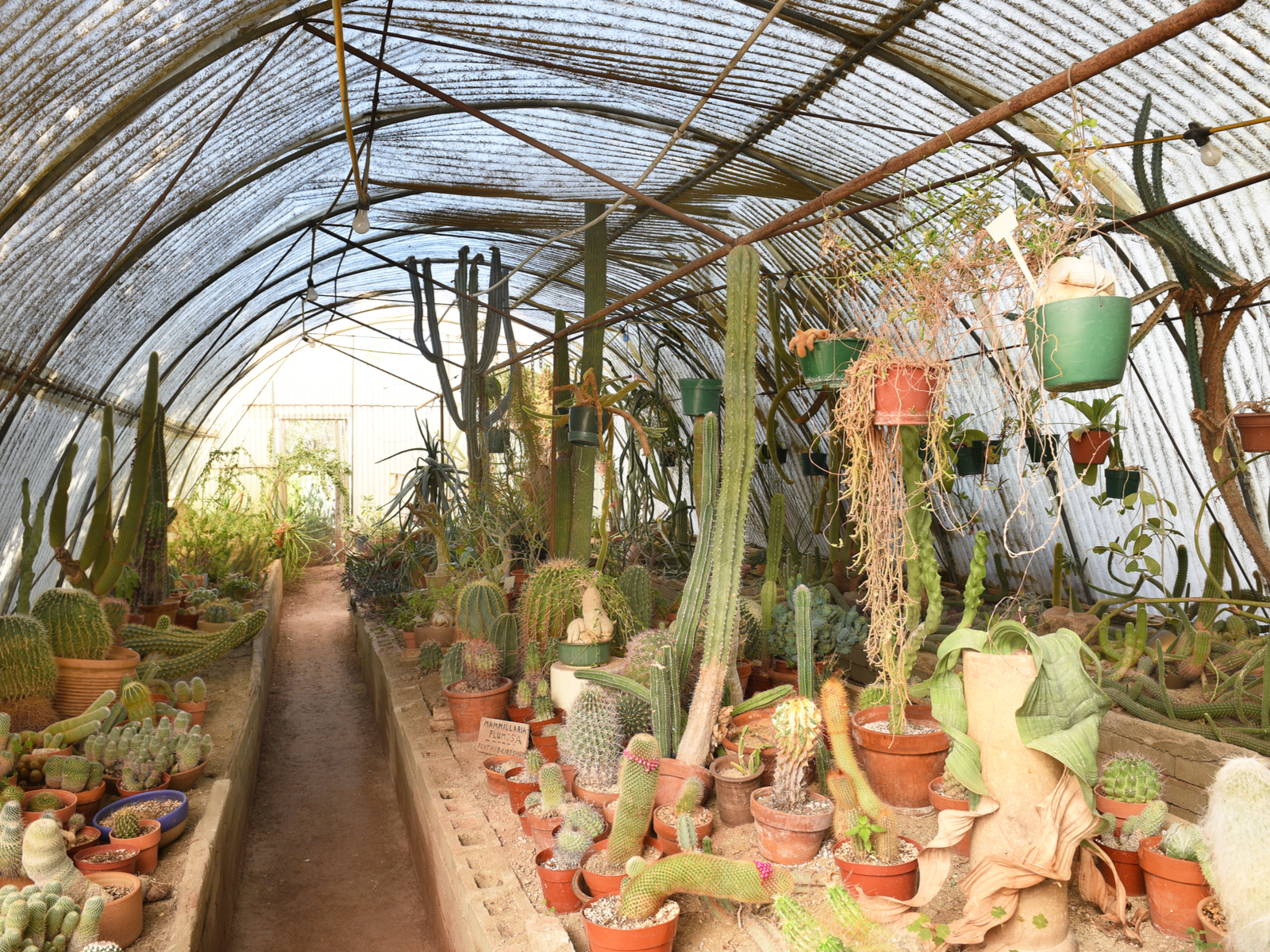 Various types of cacti from around the world housed in one of the best things to do in Palm Springs, Moortens Botanical Garden and Cactarium