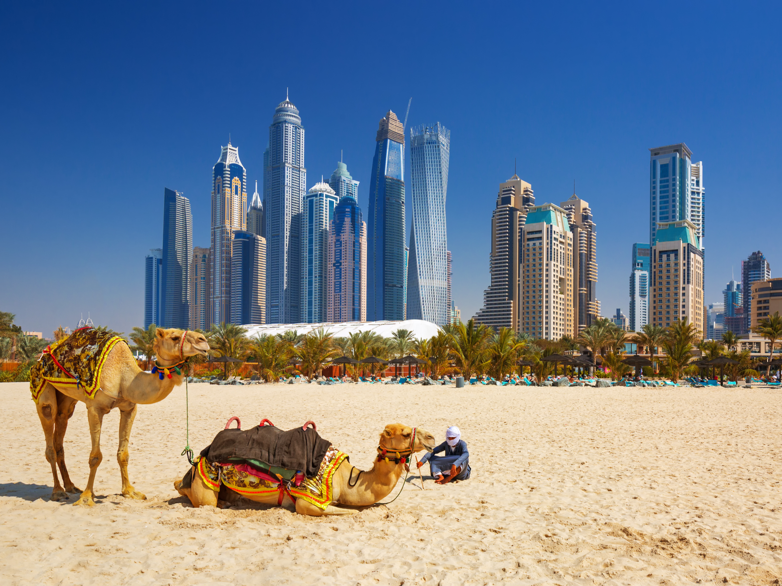 Camels on the sandy beach in Dubai for a post titled Is Dubai Safe