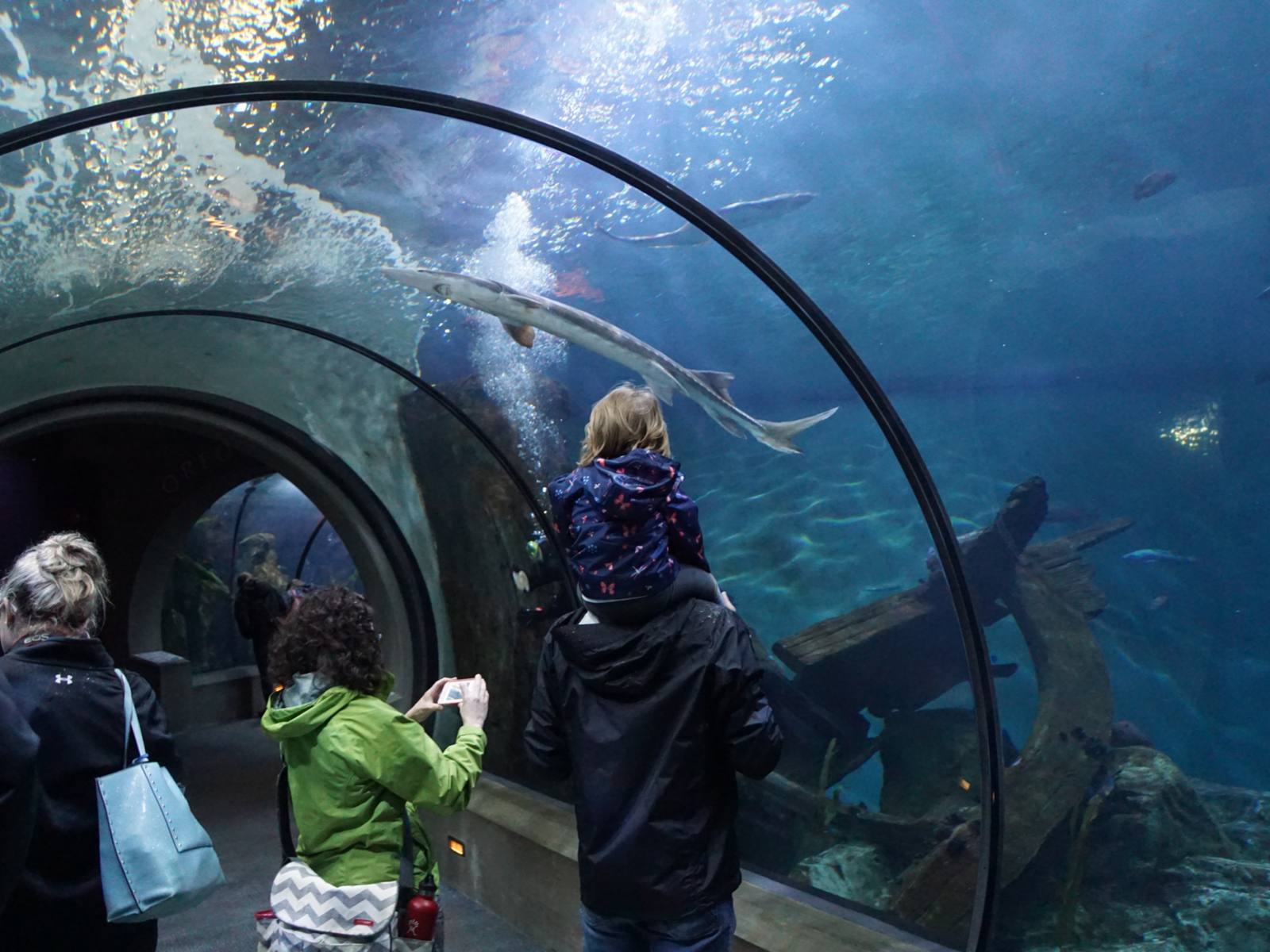 A family visiting the tunnel aquarium at the Newport Aquarium, one of the best aquariums in the US, where the father carries his toddler on his shoulder while the mother prepares to take a picture