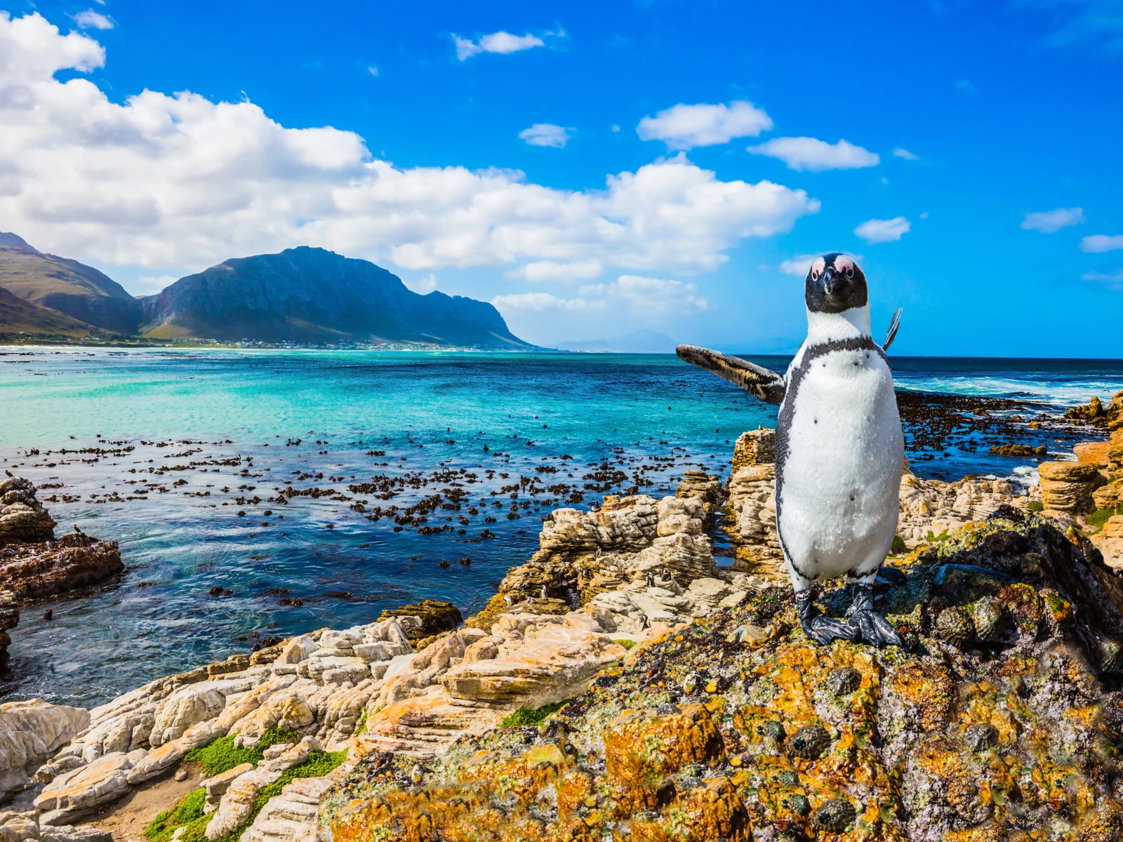 African penguin happy standing on a rock by the ocean during the best time to go to South Africa, the Summer