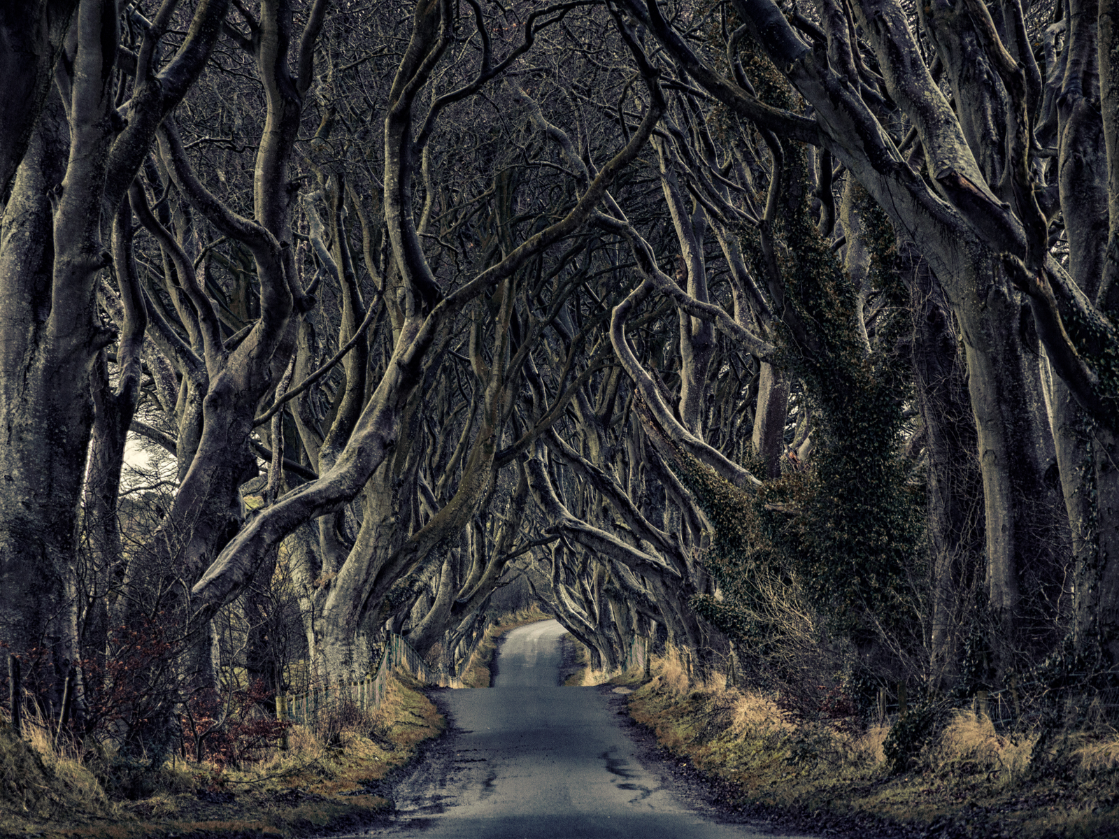 Dark Hedges in Antrim in Ireland, a Game of Thrones filming location