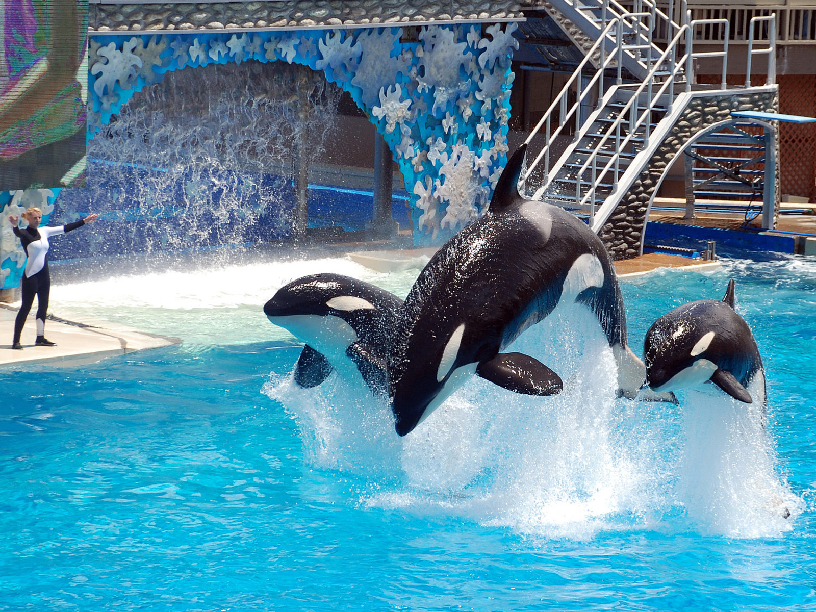 Three Killer Whales performing for a show and their trainer doing hand signals at the poolside of SeaWorld in San Diego, California, one of the best aquariums in the US