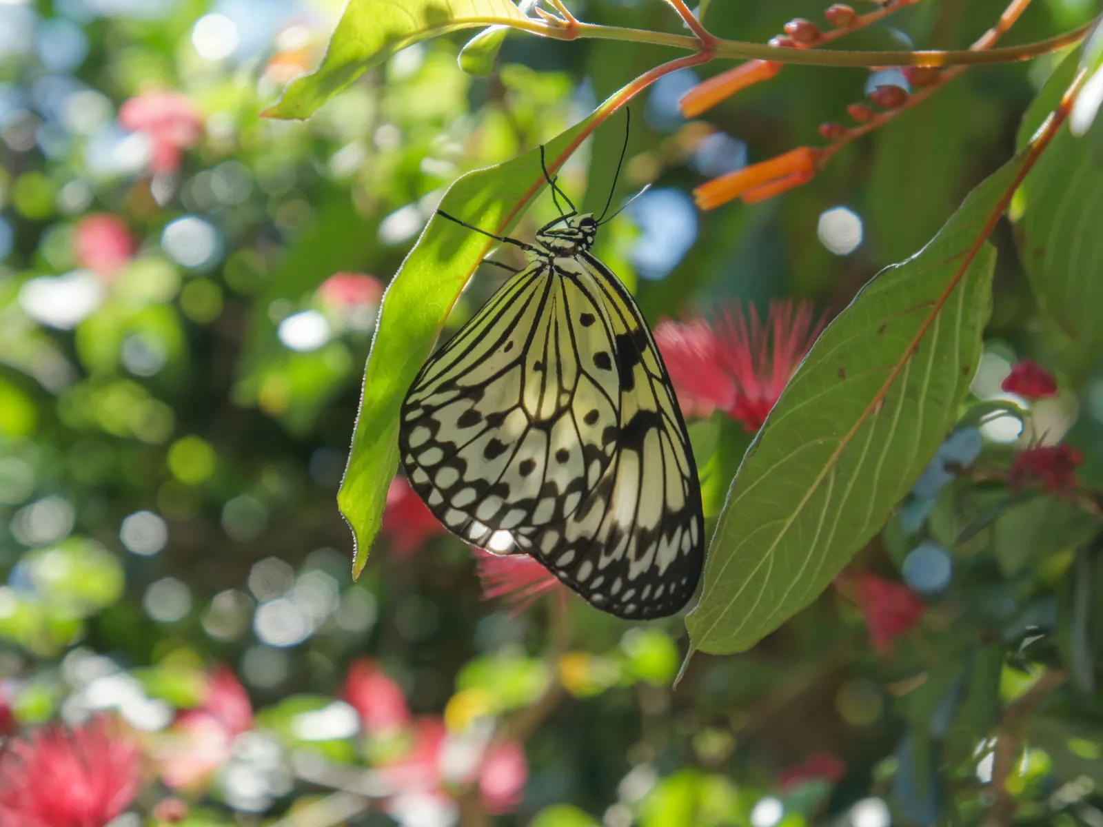 A tropical buttery nestled under a green leaf at Butterfly World, one of the best things to do in Fort Lauderdale