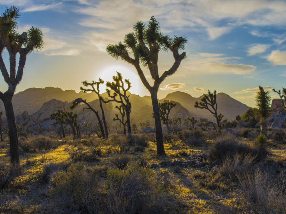 Joshua Tree National Park pictured during the Summer, the least busy time to visit