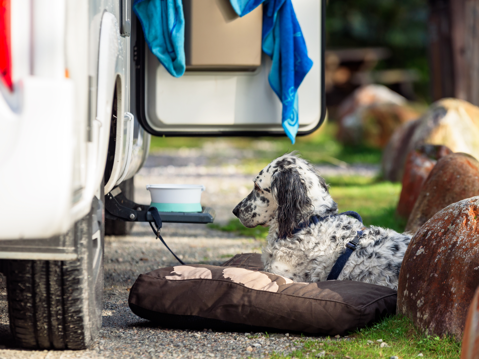 White spotted dog next to a camper on one of the best travel dog beds looking content
