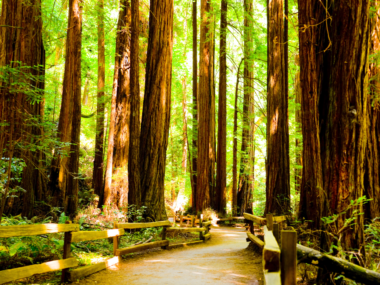 A dreamy scenery of a fenced trail in between tall gigantic trees at Redwoods National Park, hiking here is one of the best things to do in California