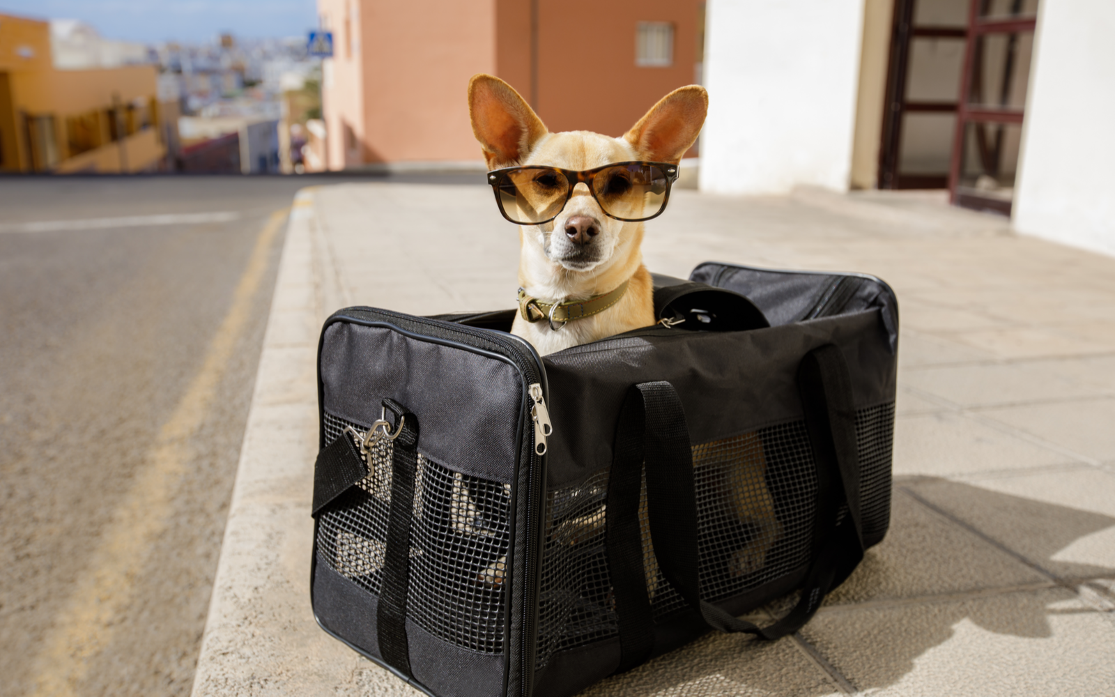 7 Best Dog Travel Bags in 2022 | Top Picks