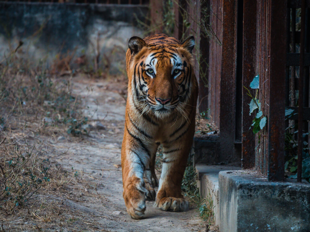 A fierce Bengal Tiger in National Zoological Park is one of the best things to do in Washington, D.C. 