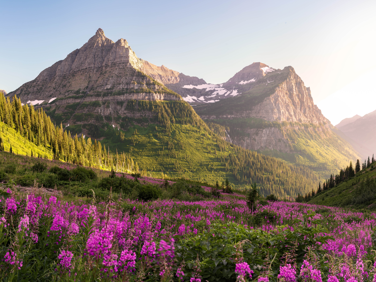 Glacier National Park looking gorgeous with purple flowers in the valley pictured during the best time to visit Montana