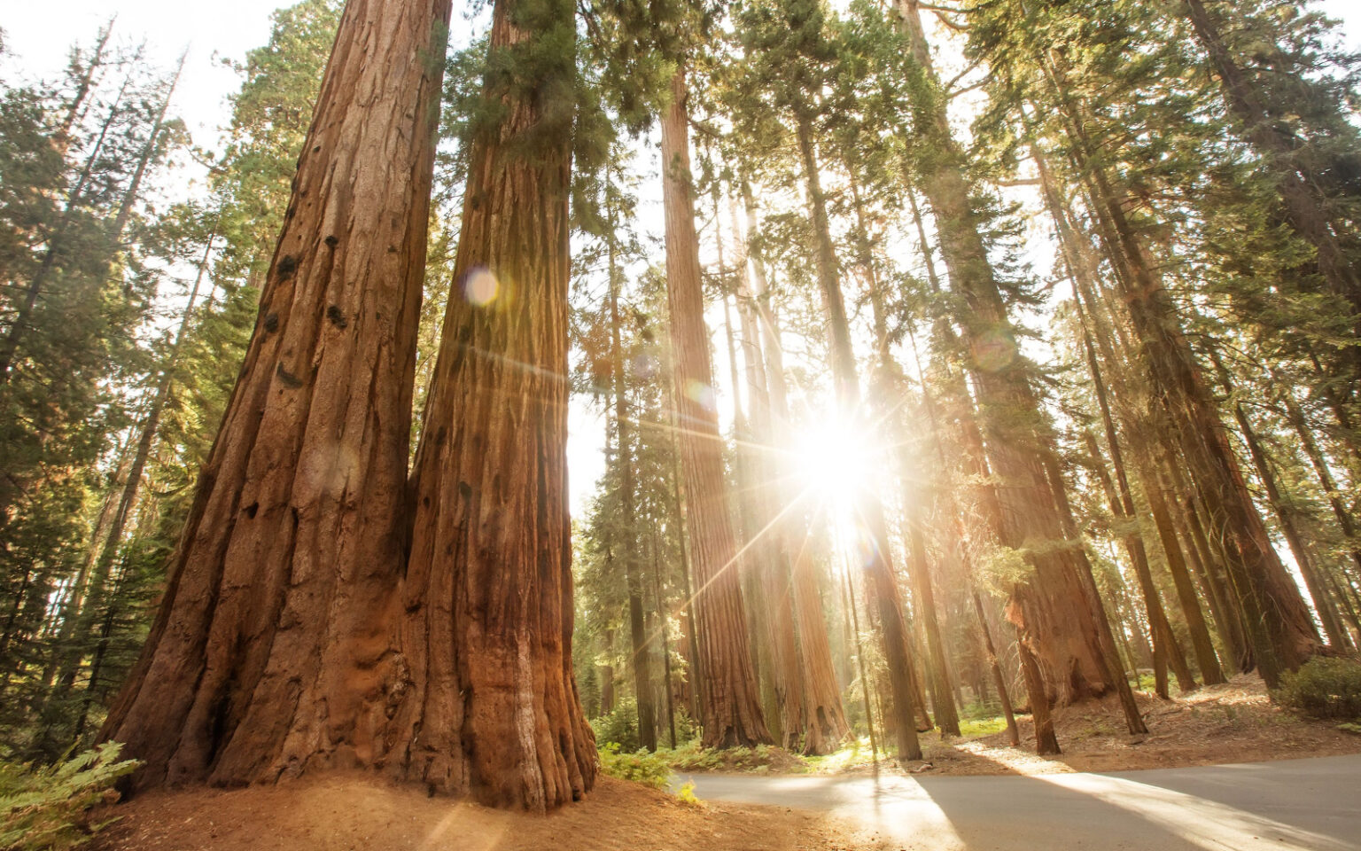 The Best Worst Times To Visit Sequoia National Park In 2024   Shutterstock 1401389864 1536x960 