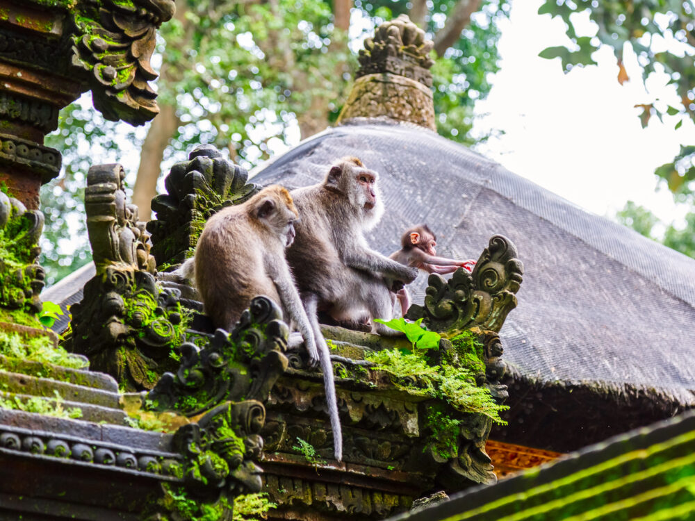 For a post titled Is Bali Safe, a few monkeys sit on a chair in the monkey temple in Ubud