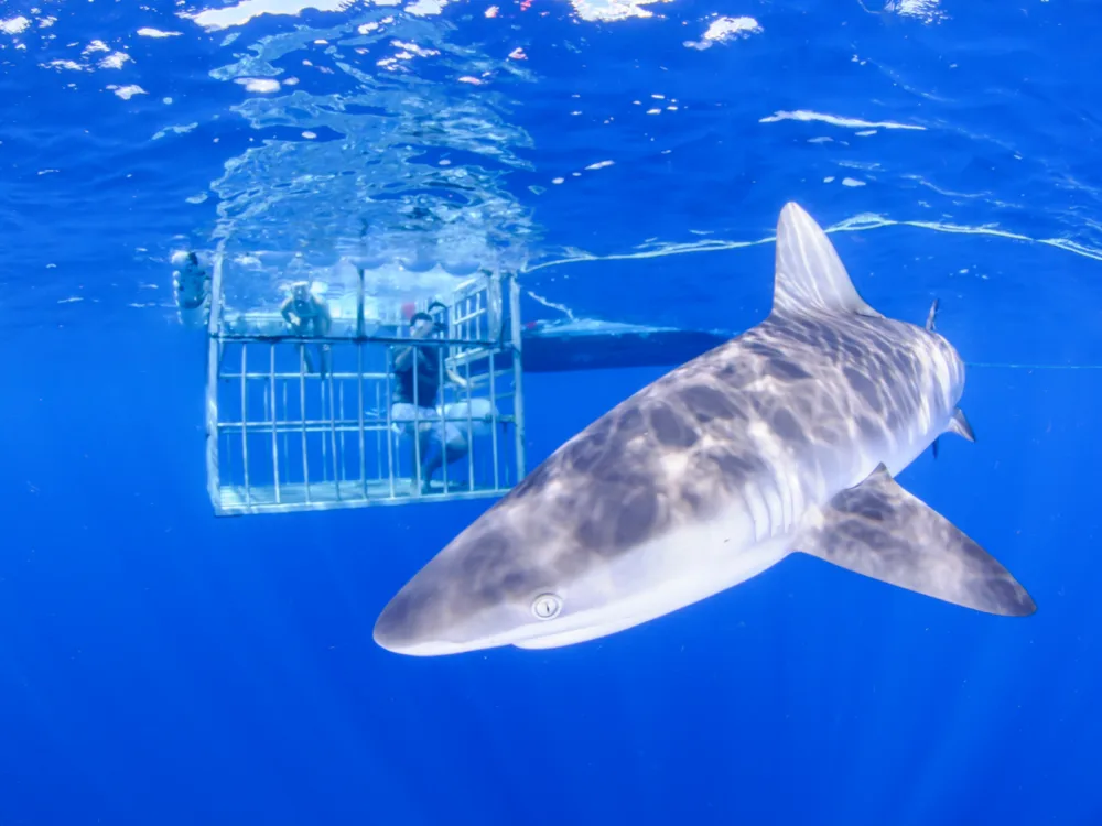 A couple, inside the shark cage, recording a shark that is drawn toward them, shark diving is one of the best things to do in Oahu