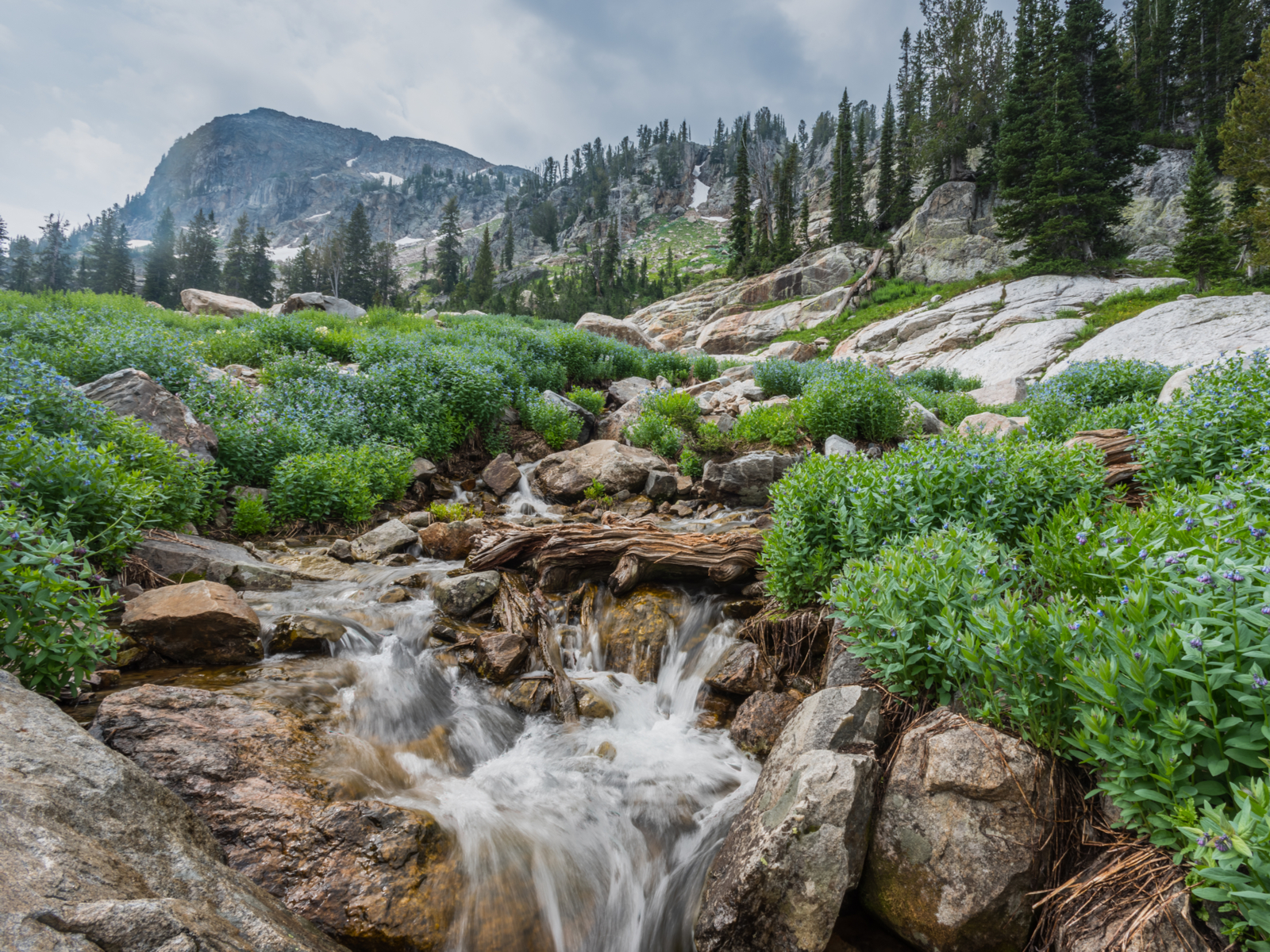 Water flowing through the Spring Flowers in Grand Teton