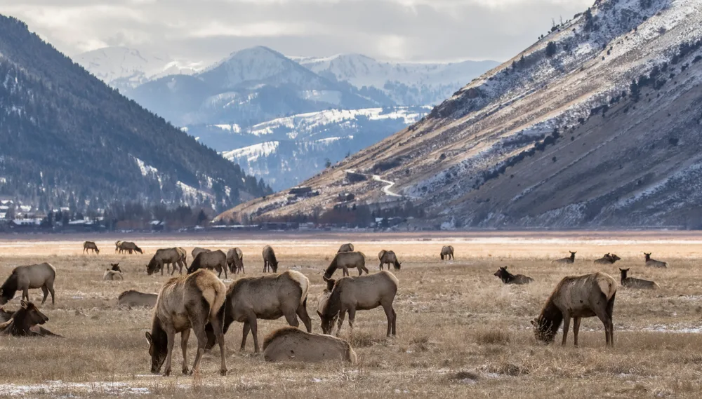 Elk herd feeding in May Park, one of the best places to stay in Jackson Hole, with the town in the background