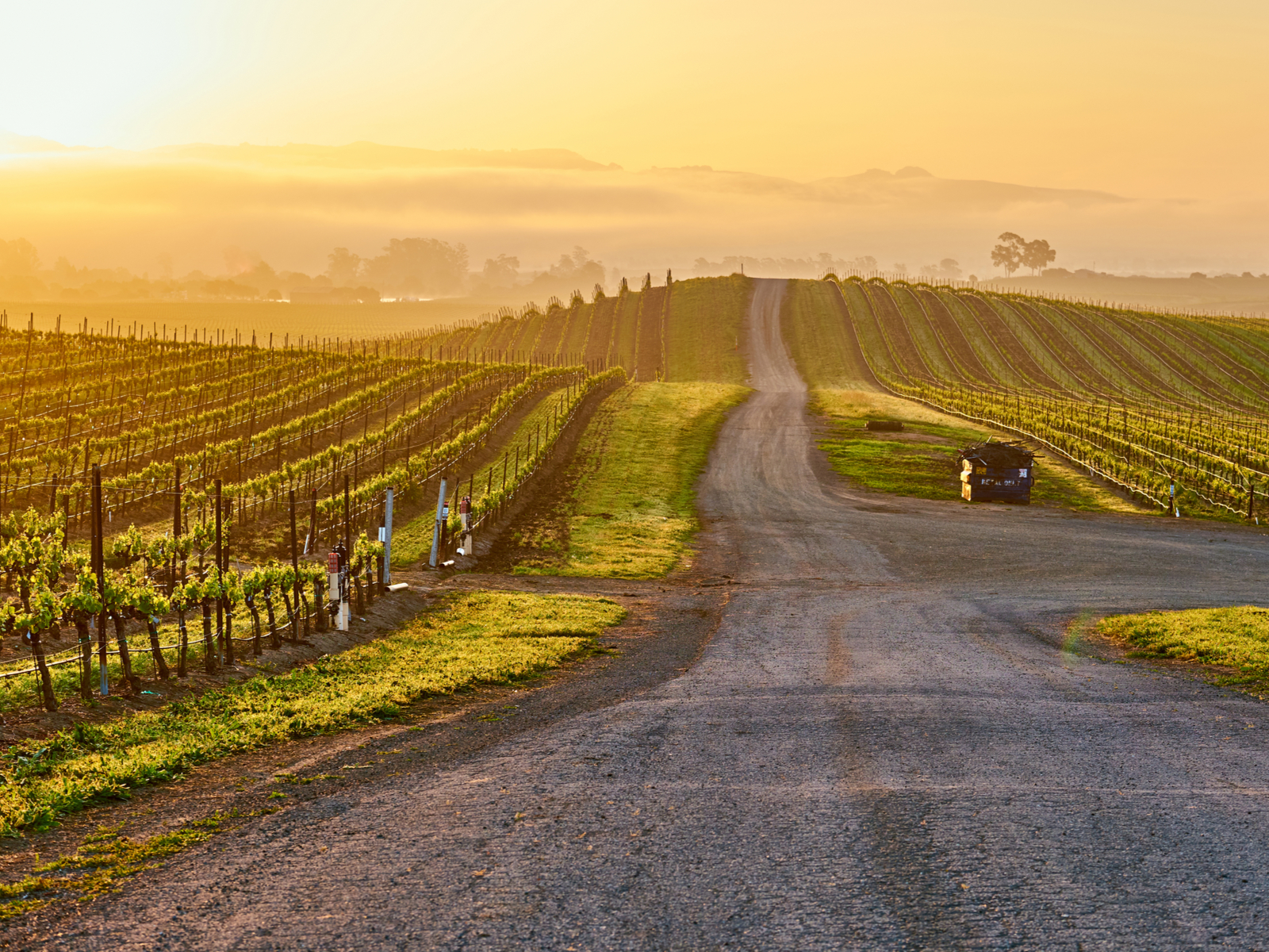 Vineyards of Napa at sunrise during the best time to visit Napa Valley California