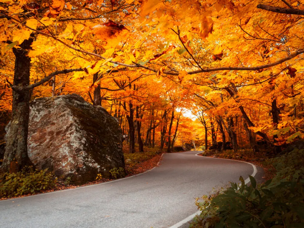 Dramatic winding roads going through a forest of orange-leaved trees during the overall best time to go to Vermont, the Fall
