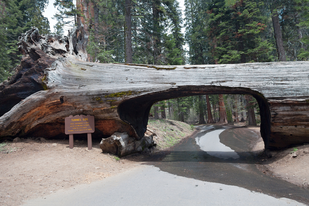 Log path pictured during the Cheapest Time to Visit Sequoia National Park