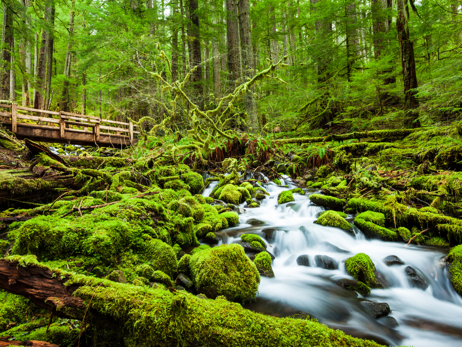 Gorgeous view of the Hoh Rainforest with a beautiful stream running below a wooden walking path during the best time to visit Olympic National Park