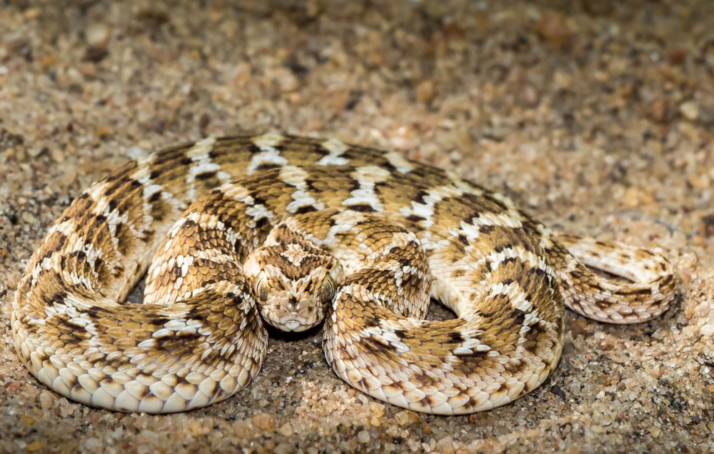Indian Saw Scaled Viper pictured coiled up ready to attack