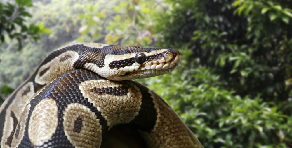 Close up of a python in a forest for a piece on is Ghana Safe to Visit