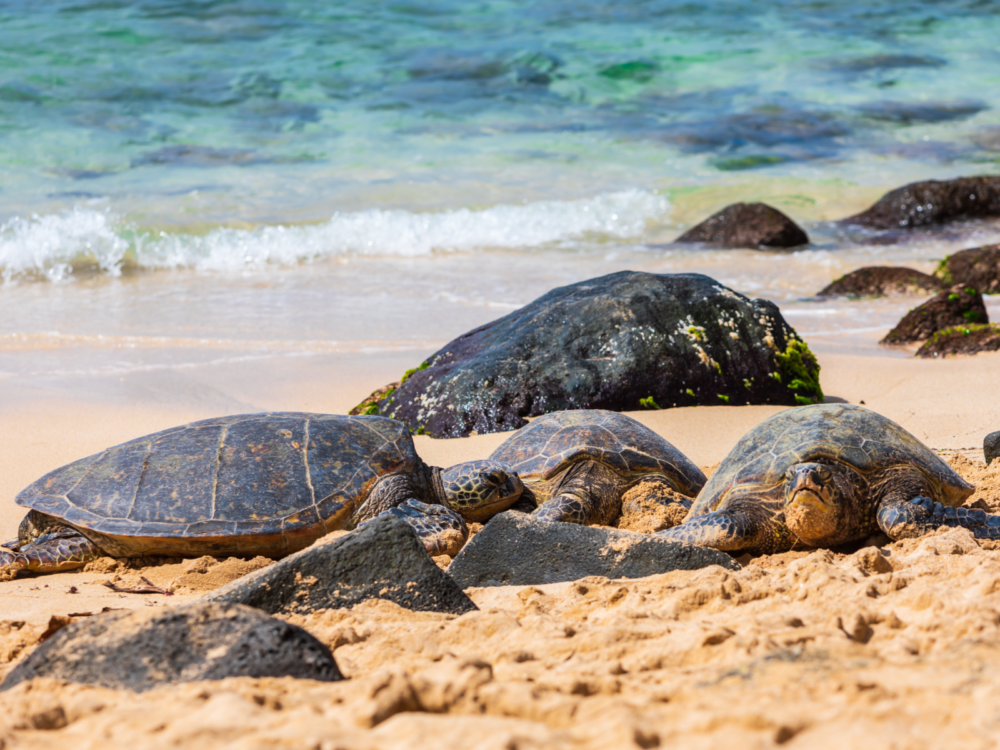 Three turtles washed ashore on Laniakea Beach, also known as Turtle Beach and one of the best things to do in Oahu, beside rocks