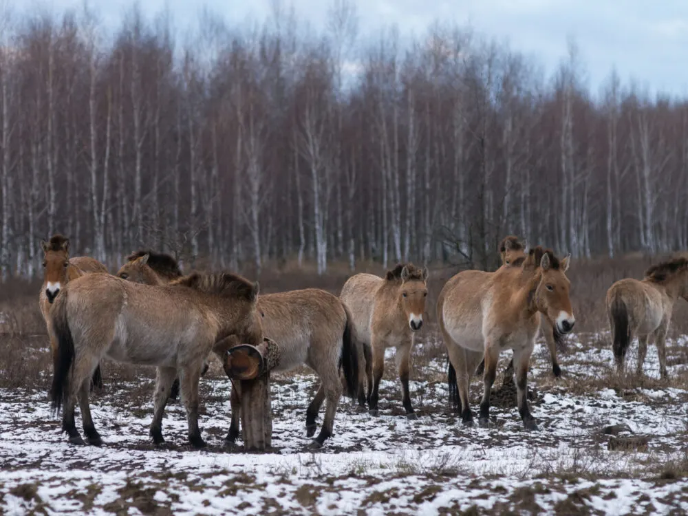 Wild horses in the exclusion zone to help answer Is Chernobyl Safe to Visit