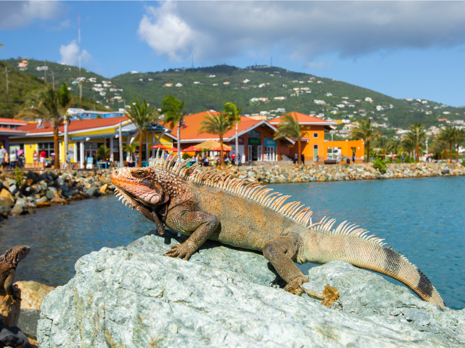 Photo of an iguana on Charlotte Amalie, a top pick for where to stay in Saint Thomas