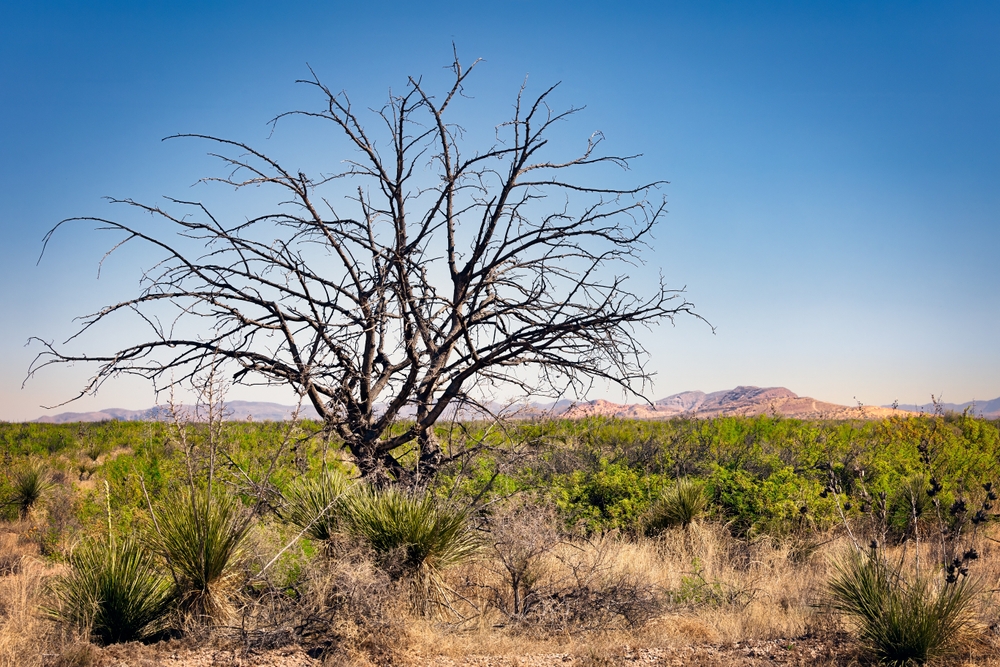 Horizon City east of El Paso pictured from the desert
