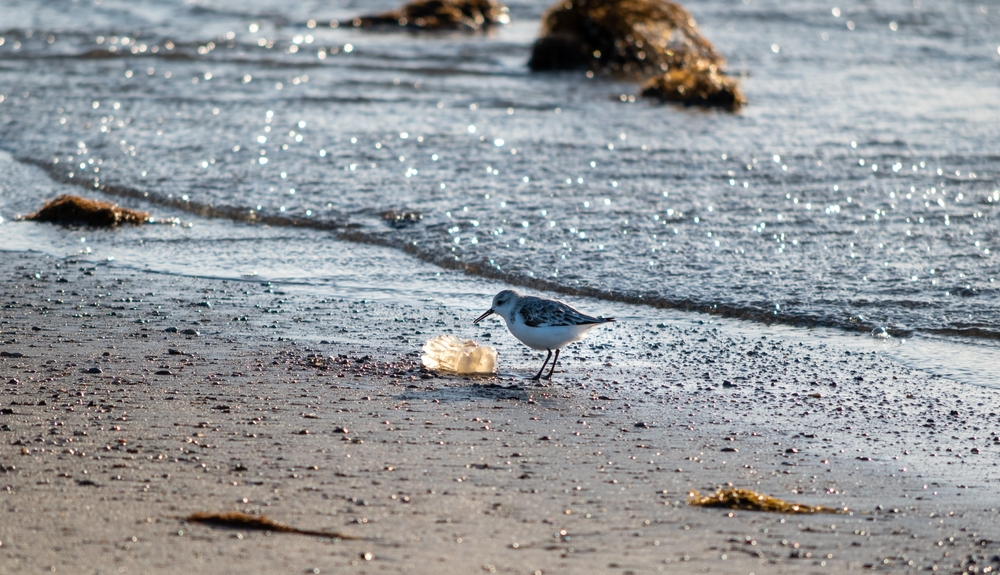 Jellyfish on a beach in Myrtle Beach with a bird looking at it up close
