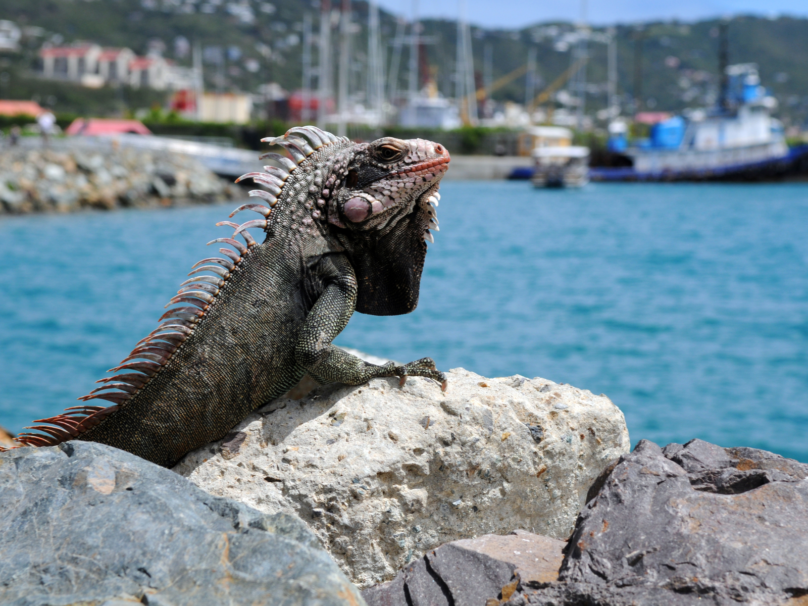 Iguana resting on a rock in the USVI island of St Thomas