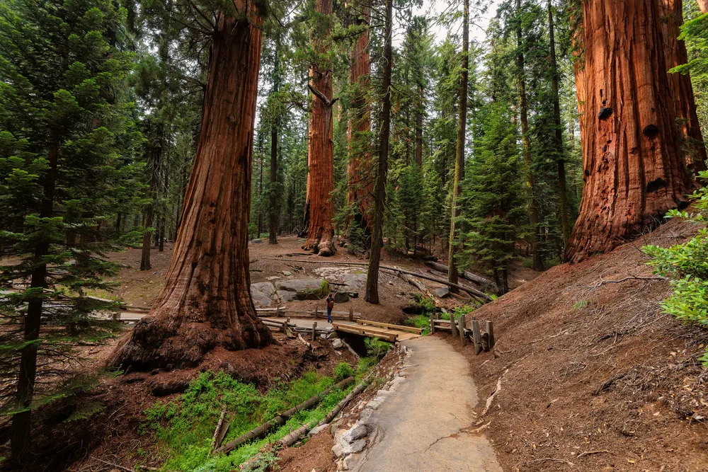 Walking path through the Sequoia National Park, as seen during the best time to go