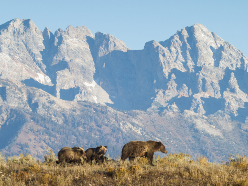 Grizzly bear pictured during the best time to visit Grand Teton National Park