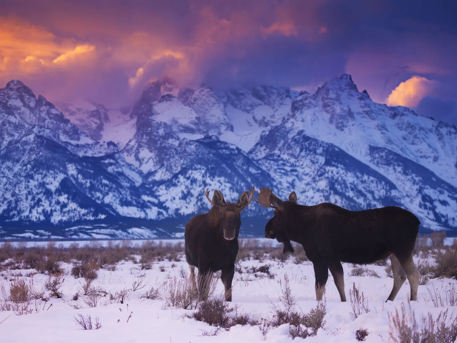 Image of two bull moose standing in a snowy field during the worst time to visit Grand Teton National Park