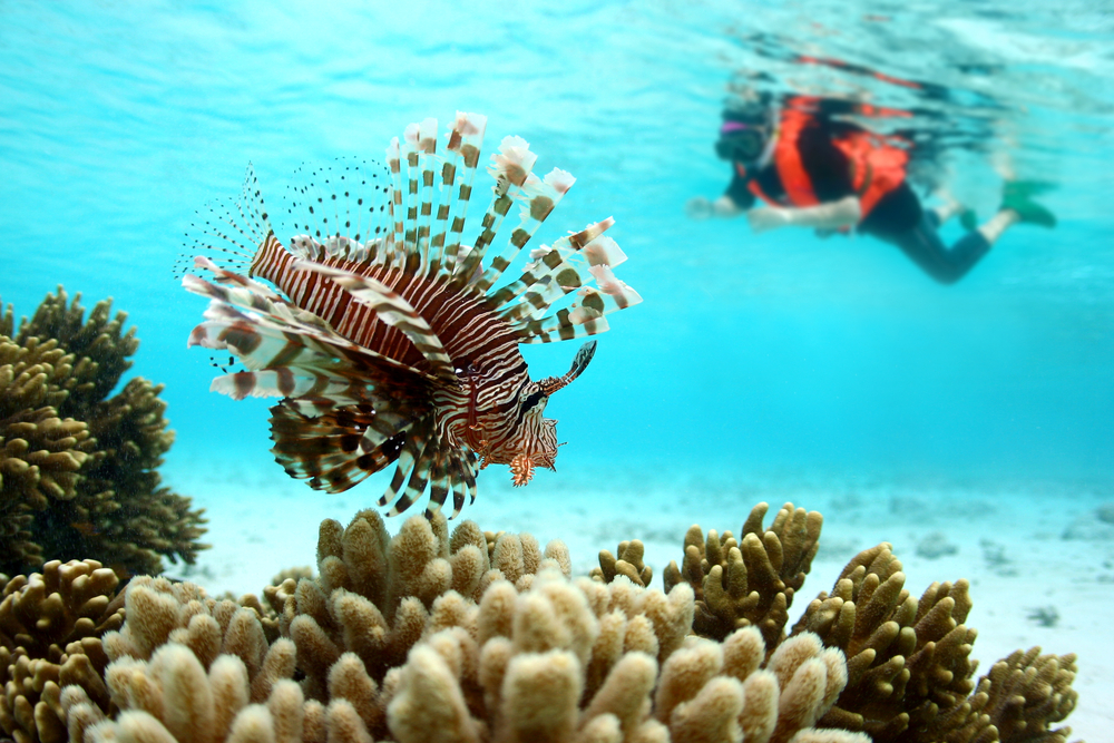 Lionfish in an up-close image for a piece on Is Punta Cana Safe to Go