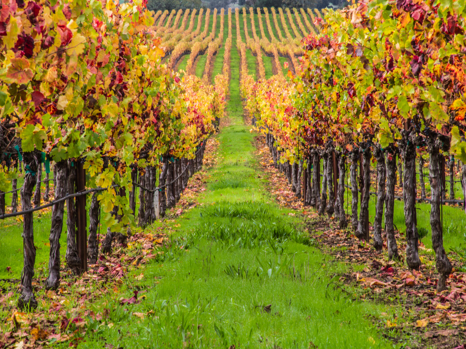 Vineyard pictured with orange leaves during the cheapest time to visit Napa Valley, the Fall