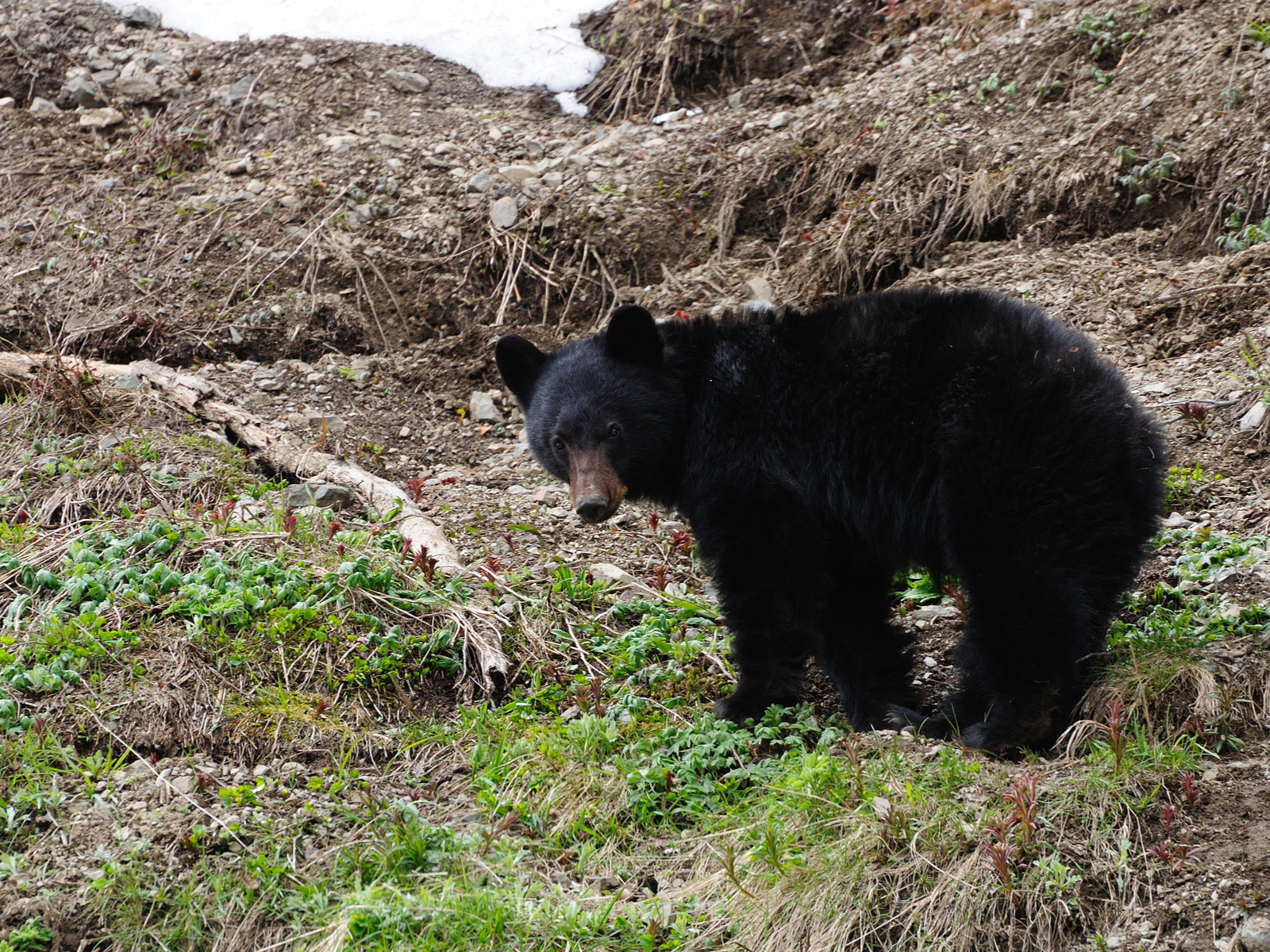 Black bear wandering about and looking at the camera during the best time to go to Olympic National Park