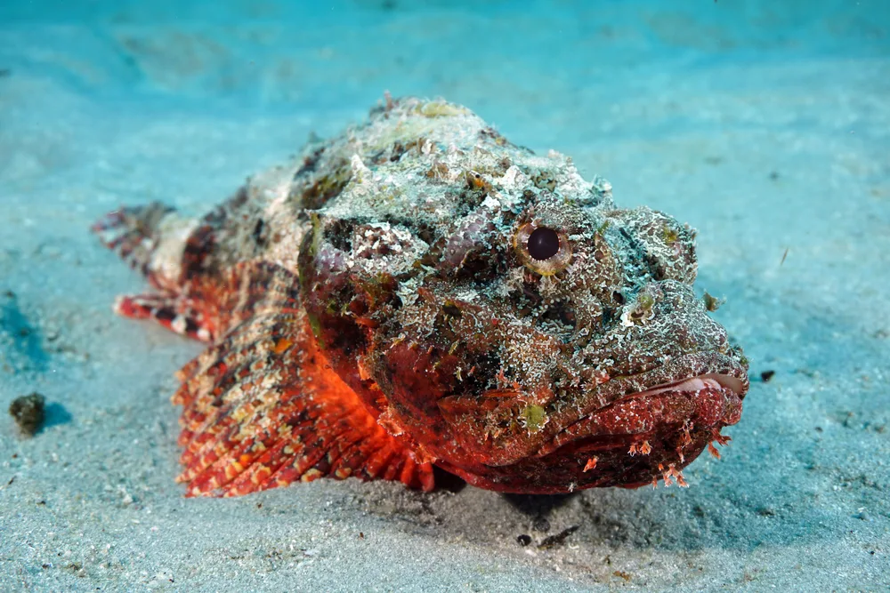 Stonefish in the sand to illustrate some of the safety concerns in Barbados