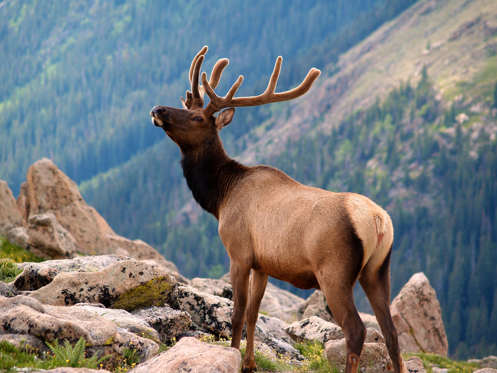 Elk in Rocky Mountain National Park pictured during the best time to visit