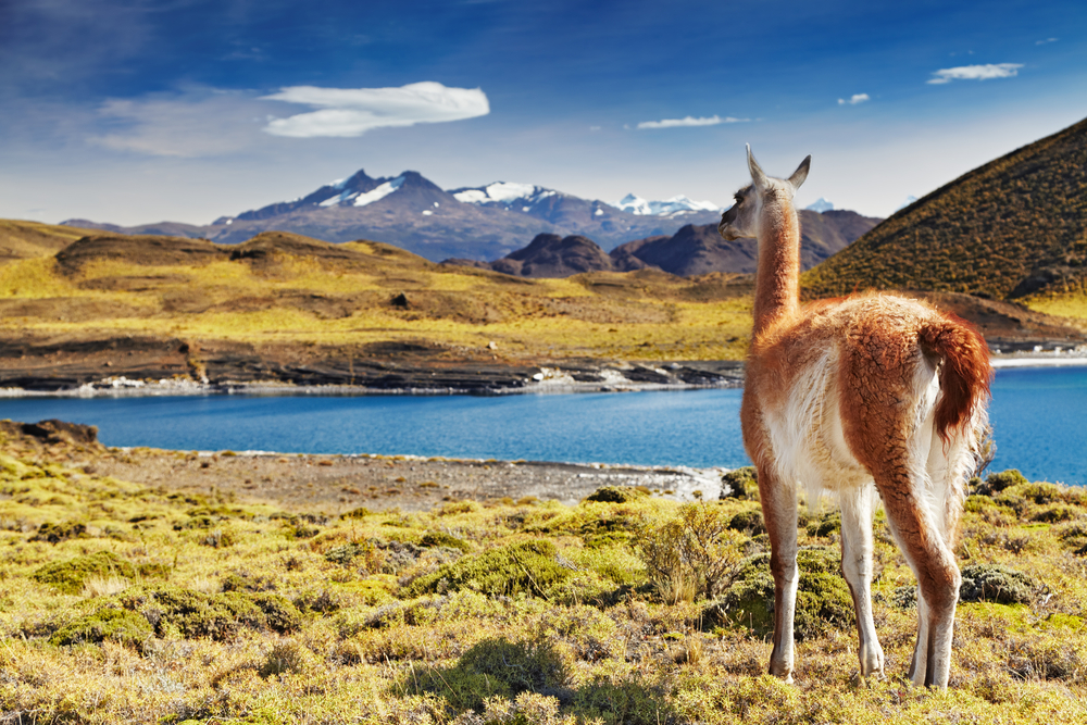 Llama pictured during the least busy time to visit Patagonia while it stands on the brown hillside
