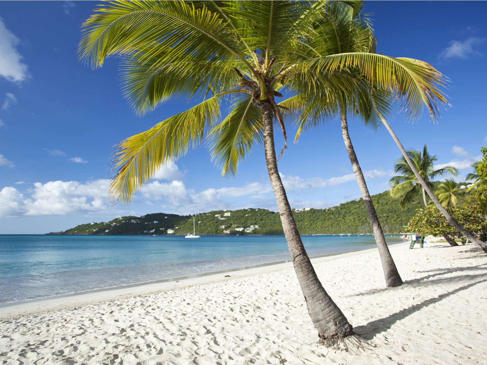 Coconut palm trees along still water in Magens Bay, one of the best places to stay in St Thomas