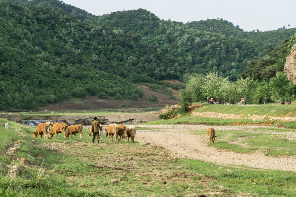 North Korean man with an cows in the countryside