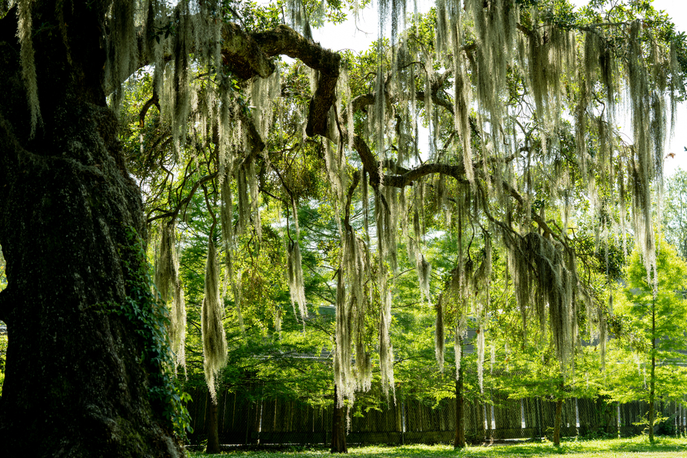 A large tree covered with Spanish Moss in the Audubon Park and other trees are in background, visiting the park is one of the best things to in New Orleans.