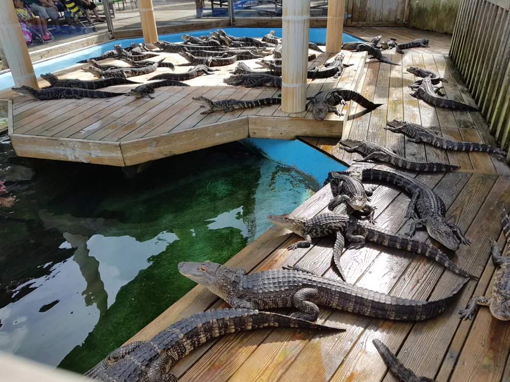 For a guide to where to stay in Myrtle Beach, a view of alligators on a dock in North Beach