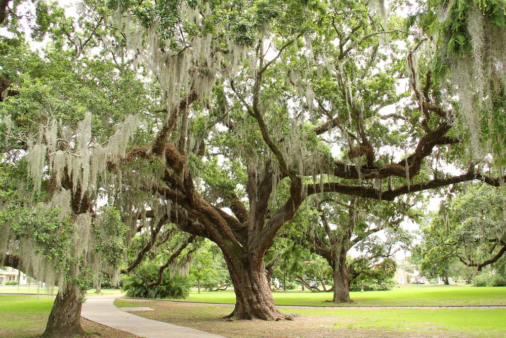 Large trees where its branches are covered with Spanish Moss in the City Park of New Orleans, one on our list of the things to do in town.