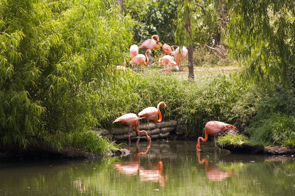 Flamingos drinking water on a pond with green water in the Audubon Zoo, one of our picks on the things to do in New Orleans.