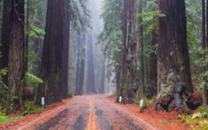 Road running through the middle of the forest with fog obscuring part of the trees during the best time to visit Redwood National Park