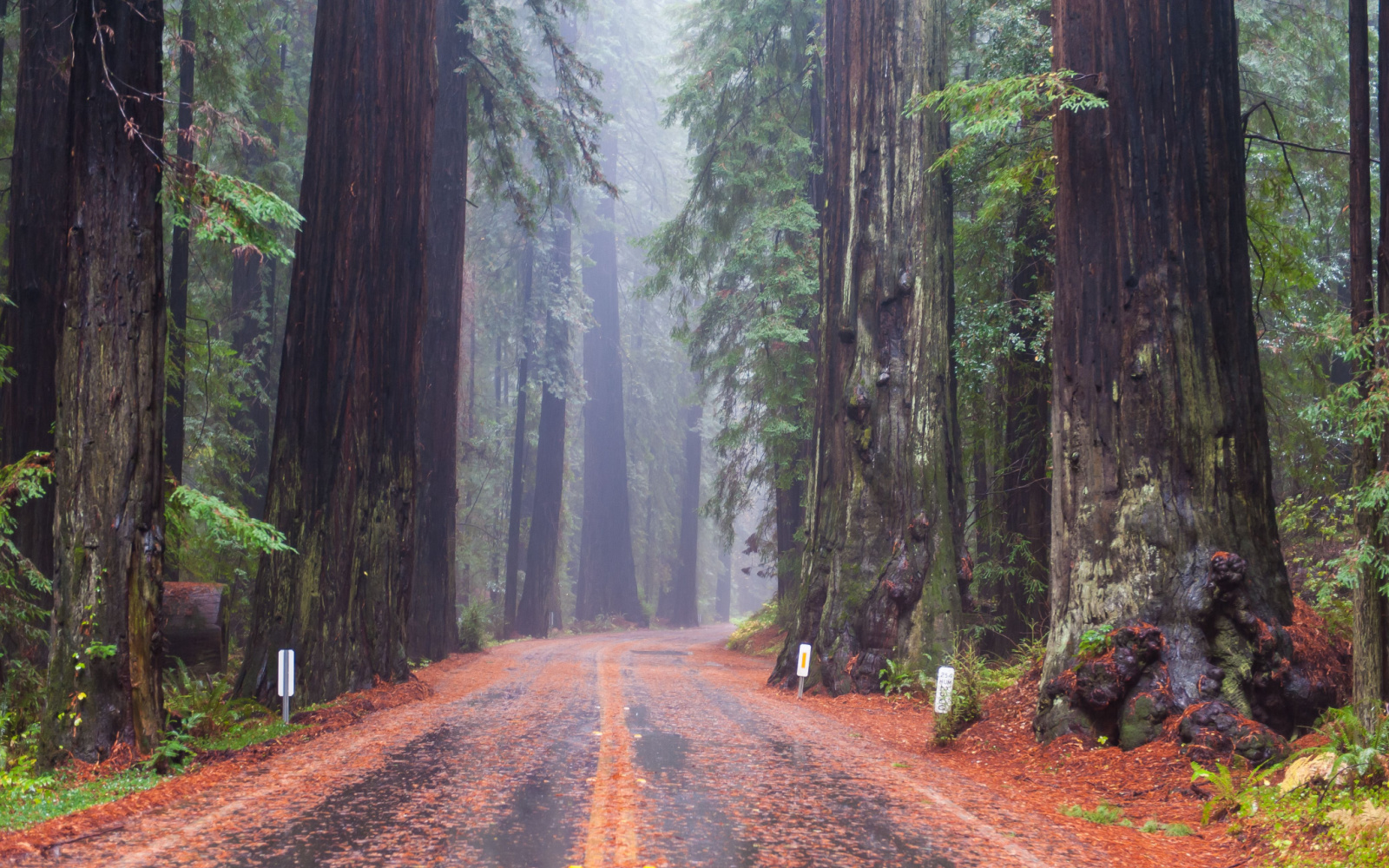 The Best Time to Visit Redwood National Park
