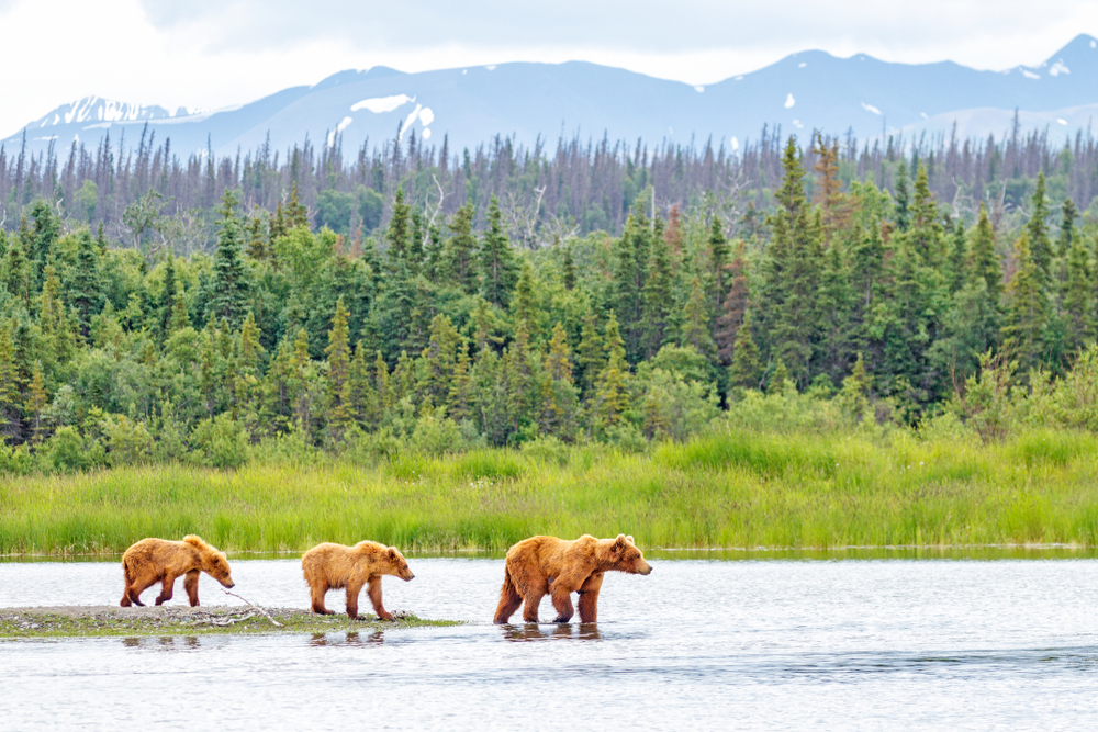 Bears crossing the stream in Katmai National Park, one of our favorite places to visit when in Alaska