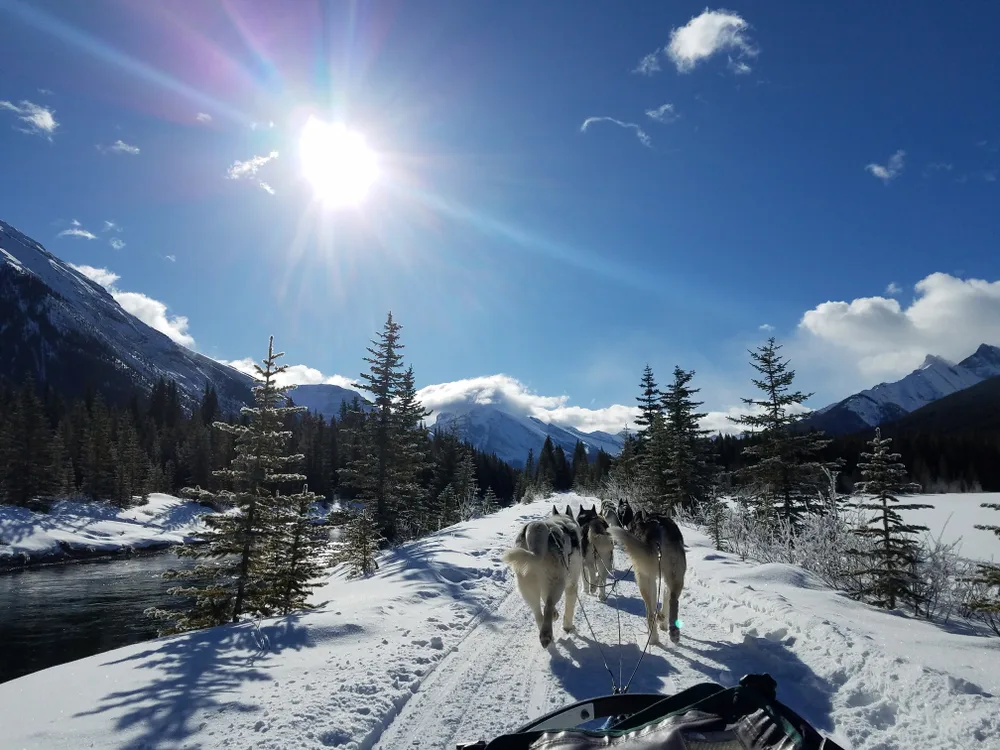 Dogs on the Iditarod National Historic Trail, as seen from the viewpoint of the sled driver, with trees on either side of the trail